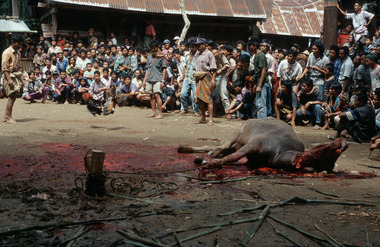 Sacrifice de buffle, 1993., Buffalo sacrifice, 1993. (anglais), Pembantaian kerbau, 1993. (indonésien) la vignette