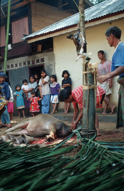 Simbuang layuk, « grand piquet » sacrificiel, village To' Barana', 2000., Simbuang layuk, To’ Barana’, 2000. (anglais), Simbuang layuk, penyembelihan, kampung To’ Barana’, 2000. (indonésien) la vignette
