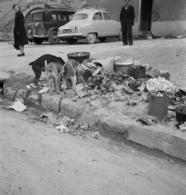 Boulevard de Grisolles : après la fête, les chiens fouillent dans les poubelles la vignette