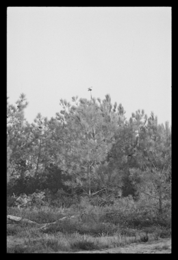 Palombière de Jean Landais, chasse à la tourterelle. Appelant en forme de pigeon attaché au sommet d'un pin la vignette