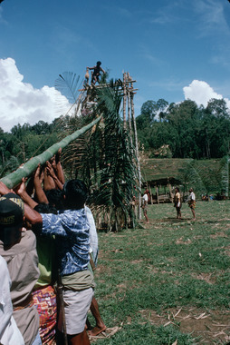 Erecting the bamboo lumbaa langi', Deri, 1993., Érection du bambou lumbaa langi', Deri, 1993. (French), Pendirian tiang bambu lumbaa langi’, Deri, 1993. (Indonesian) thumbnail