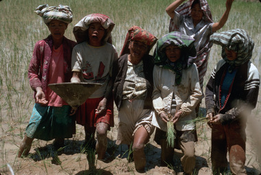 Chœur de femmes dans les rizières, à Tondok Bakaru, Mamasa 1993., Chorus of women in the paddy fields, at Tondok Bakaru, Mamasa 1993. (anglais), Kor wanita di persawahan, di Tondok Bakaru, Mamasa, 1993. (indonésien) la vignette