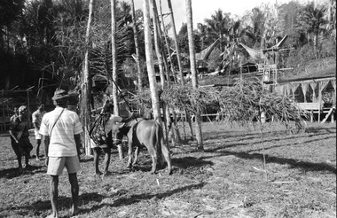 Before the buffalo sacrifice, the surak tedong is chanted. Deri, 1993, Avant le sacrifice du buffle, rite sura' tedong (« graver le buffle »), parole de consécration du buffle lors de la seconde partie de la fête bua' kasalle, Deri, 1993. (French), Sebelum penyembelihan kerbau, syair pemujaan kerbau, Sura’ Tedong, bagian kedua pesta bua’, Deri, 1993. (Indonesian) thumbnail
