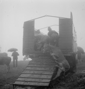 Débarquement des veaux (brouillard, vent, pluie). Les vaches recherchent leur veau la vignette