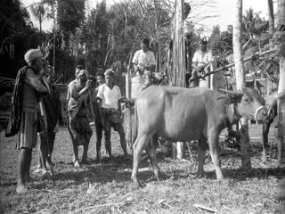 Before sacrificing the buffalo, the surak tedong (‘carving the buffalo’) chant is performed. The words consecrate the buffalo during the second part of the bua’ kasalle. Deri, 1993., Avant le sacrifice du buffle, chant sura' tedong (« graver le buffle »), parole de consécration du buffle lors de la seconde partie de la fête bua' kasalle, Deri, 1993. (French), Sebelum penyembelihan kerbau, dilantunkan nyanyian Sura’ Tedong. Nyanyian ini merupakan madah pujian untuk kerbau yang dibawakan pada bagian kedua ritus bua’, Deri, 1993. (Indonesian) thumbnail