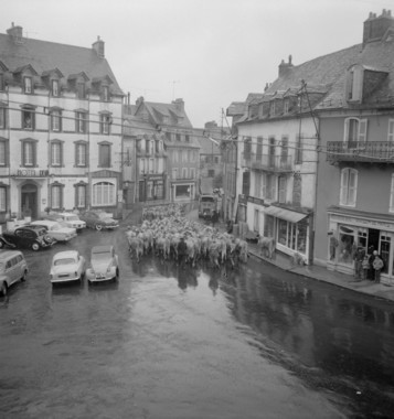 Le troupeau de Causse de Merlet passe devant l'hôtel Auguy à Laguiole, sous la pluie (French) thumbnail