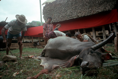 Dépeçage d'un buffle, 1991., Cutting up a buffalo, 1991. (anglais), Pemotongan daging seekor kerbau, 1991. (indonésien) la vignette