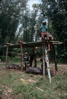 Platform (bala’kaan) at Bokko, 1993, on the sacrificial field., Bala'kaan à Bokko, 1993. (French), Bala’kaan di Bokko, 1993, di atas arena penyembelihan. (Indonesian) thumbnail