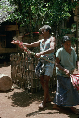Flagellations, rituel maro, Torea, 1993., Flagellations. Maro ritual, Torea, 1993. (anglais), Pencambukan, ritus maro, Torea, 1993. (indonésien) la vignette