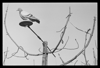 Palombière de Jean Landais, chasse à la tourterelle. Vue détaillée d’un appelant en forme de pigeon attaché au sommet d'un pin mort (French) thumbnail