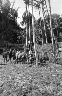 Before the buffalo sacrifice, the surak tedong is chanted. Deri, 1993, Avant le sacrifice, est prononcé le sura' tedong (« graver le buffle »), parole de consécration du buffle lors de la seconde partie de la fête bua' kasalle, Deri, 1993. (French), Sebelum penyembelihan kerbau, syair pemujaan kerbau, Sura’ Tedong, bagian kedua pesta bua’, Deri, 1993. (Indonesian) thumbnail