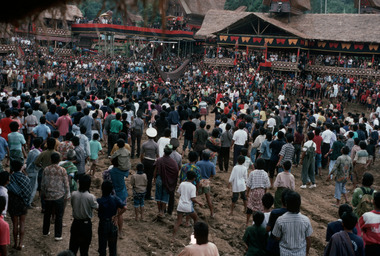 Combat de buffles (ma'pasilaga tedong) à Tapparan, 1993., Buffalo fight (ma’pasilaga tedong) at Tapparan, 1993. (anglais), Adu kerbau (ma’pasilaga tedong) di Tapparan, 1993. (indonésien) la vignette