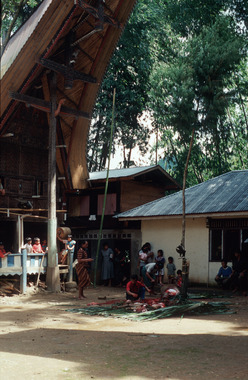 Simbuang layuk, sacrificial ‘great picket’, To' Barana', 2000., Simbuang layuk, « grand piquet » sacrificiel, village To' Barana', 2000. Funérailles du to burake Ne' Sulo. (French), Simbuang layuk, penyembelihan, kampung To’ Barana’, 2000. Upacara pemakaman to burake Ne’ Sulo. (Indonesian) thumbnail
