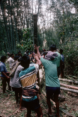 9. Déplacement d'un monolithe de la forêt vers le champ sacrificiel, Bokko, 1993., 9. Moving a monolith from the forest to the sacrificial field, Bokko, 1993. (anglais), 9). Pemindahan sebuah monolit (simbuang batu) dari hutan ke arena penyembelihan, Bokko, 1993. (indonésien) la vignette