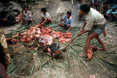 Démembrement du buffle., Butchering the buffalo. (anglais), Pemotongan seekor kerbau. (indonésien) la vignette