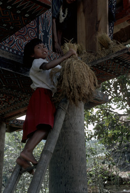 Sortie du riz du grenier à Baruppu', 1993., Rice leaving granary at Baruppu', 1993. (anglais), Padi sedang dikeluarkan dari lumbungnya di Baruppu’, 1993. (indonésien) la vignette