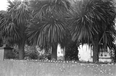 Palmier dans le jardin d'une maison du bourg (French) thumbnail