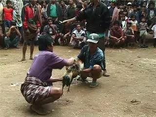 VIDEO: A cock-fight at To’ Barana’ during the first funeral celebration (ma'puli), 2000., VIDEO : Combat de coq à To' Barana' lors de la première fête funéraire de Ne' Sulo (ma'puli'), 2000. (French), Sebuah acara sabung ayam di To’ Barana’ pada saat upacara pemakaman pertama (ma’puli), 2000. (Indonesian) thumbnail