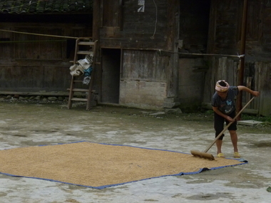 Séchage du riz la vignette