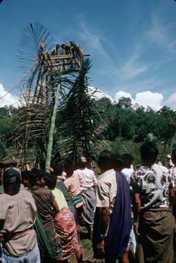 Érection du bambou lumbaa langi', Deri, 1993., Erecting the bamboo lumbaa langi', Deri, 1993. (anglais), Pendirian tiang bambu lumbaa langi’, Deri, 1993. (indonésien) la vignette