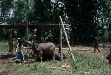 Sacrifice sous la plate-forme (bala'kaan), Bokko, 1993., Sacrifice under the platform (bala’kaan) at Bokko, 1993. (anglais), Penyembelihan di bawah bala’kaan di Bokko, 1993. (indonésien) la vignette