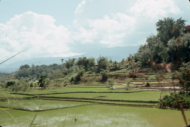 Rizières à Mamasa., Paddy fields at Mamasa. (anglais), Sawah di Mamasa. (indonésien) la vignette