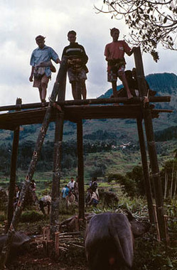 Les officiants sur le bala'kaan, To' Barana', 2000., The officiants on the platform (bala’kaan), To' Barana', 2000. (anglais), Para pemangku adat di atas bala’kaan, To’ Barana’, 2000. (indonésien) la vignette