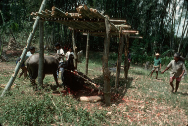 Sacrifice under the platform (bala’kaan) at Bokko, 1993., Sacrifice sous la plate-forme (bala'kaan), Bokko, 1993. (French), Penyembelihan di bawah bala’kaan di Bokko, 1993. (Indonesian) thumbnail