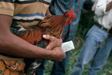 Miser., Betting. (anglais), Bertaruh dalam sebuah acara sabung ayam. (indonésien) la vignette