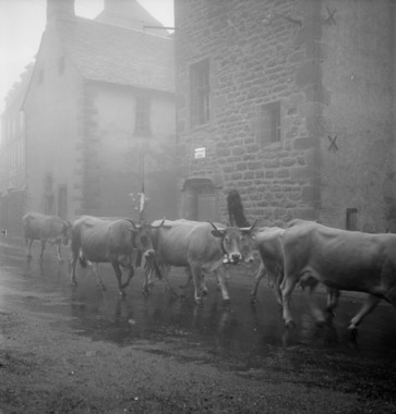 Arrivée du troupeau de Monsieur Boubal, domaine de Zénières. Cantalès Louis Auguy du buron de Pesquié haut. Pluie et brouillard la vignette
