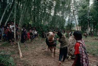Sacrifier, Bokko, 1993., Sacrificing, Bokko 1993. (anglais), Penyembelihan kerbau di Bokko, 1993. (indonésien) la vignette