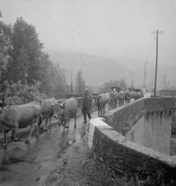 Le troupeau de Louis Riocau arive sur le pont conduit par Jean-Pierre Pradel (pluie). Jean-Pierre Pradel sortant son parapluie et les vaches portant le dr (French) thumbnail