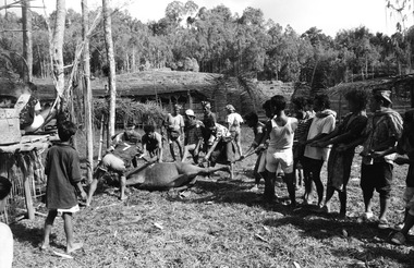 Sacrifice du buffle, rite sura' tedong, Deri, 1993., Before the buffalo sacrifice, the surak tedong is chanted. Deri, 1993 (anglais), Penyembelihan kerbau. Sura’ Tedong. Deri, 1993. (indonésien) la vignette