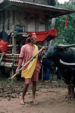 Apport d'un buffle., Bringing a buffalo. (anglais), Pengantaran seekor kerbau. (indonésien) la vignette