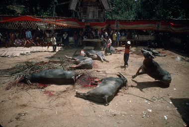 Sacrifice de buffles lors d'une fête funéraire, Tikala, 1993., Sacrifice of buffaloes at a funeral celebration, Tikala, 1993. (anglais), Penyembelihan kerbau dalam sebuah pesta pemakaman, Tikala, 1993. (indonésien) la vignette