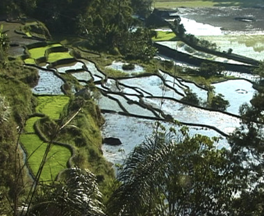Terraced paddy fields, Rindingallo region, 2000., Rizières en terrasse, région Rindingallo, 2000. (French), Sawah yang bertingkat-tingkat, Daerah Rindingallo, 2000. (Indonesian) thumbnail