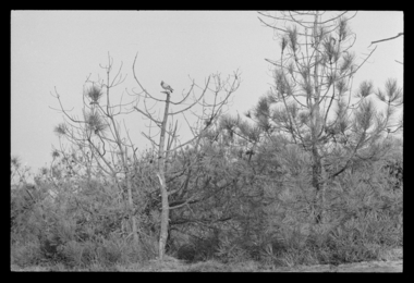 Palombière de Jean Landais, chasse à la tourterelle. Appelant en forme de pigeon attaché au sommet d'un pin mort (French) thumbnail
