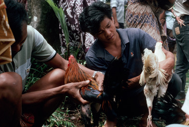 Combat de coqs, 1993., Cock fight, 1993. (anglais), Adu ayam, 1993. (indonésien) la vignette