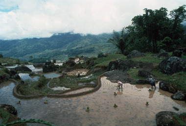 Rizières, région de Lempopoton, 2001., Paddy fields, region of Lempopoton, 2001. (anglais), Sawah-sawah, daerah Lempopoton, 2001. (indonésien) la vignette