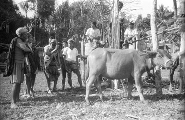Before sacrificing the buffalo, the surak tedong (‘carving the buffalo’) chant is performed. The words consecrate the buffalo during the second part of the bua’ kasalle. Deri, 1993., Avant le sacrifice du buffle, chant sura' tedong (« graver le buffle »), parole de consécration du buffle lors de la seconde partie de la fête bua' kasalle, Deri, 1993. (French), Sebelum penyembelihan kerbau, dilantunkan nyanyian Sura’ Tedong. Nyanyian ini merupakan madah pujian untuk kerbau yang dibawakan pada bagian kedua ritus bua’, Deri, 1993. (Indonesian) thumbnail