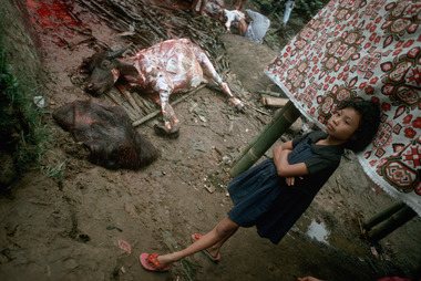 Buffle dépecé, 1993., Buffalo dismembered 1993. (anglais), Kerbau yang dipotong-potong, 1993. (indonésien) la vignette
