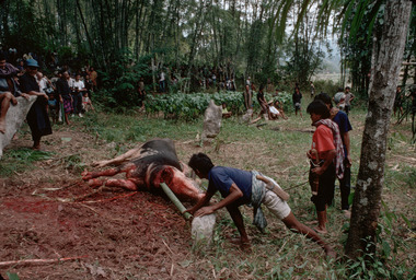 Collecting the blood, Bokko 1993., Recueillir le sang, Bokko, 1993. (French), Penadahan darah kerbau di Bokko, 1993. (Indonesian) thumbnail