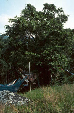 Arbre barana' « banian »., Banyan tree. (anglais), Pohon beringin. (indonésien) la vignette