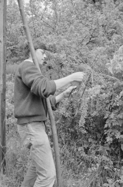 René Marot, 17 ans. Fabrication d'un hautbois d'écorce : coupe d'une épine. la vignette