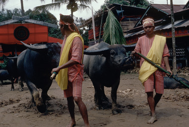 Apport des buffles, Tallung Lipu, 1993., Bringing buffaloes, Tallung Lipu, 1993. (anglais), Pengantaran kerbau, Tallung Lipu, 1993. (indonésien) la vignette