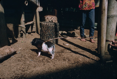 Porcelet à sacrifier, Randanan, région Rindingallo,1993., Piglet for sacrifice, Randanan, 1993. (anglais), Anak babi yang akan disembelih, Randanan, Rindingallo, 1993. (indonésien) la vignette