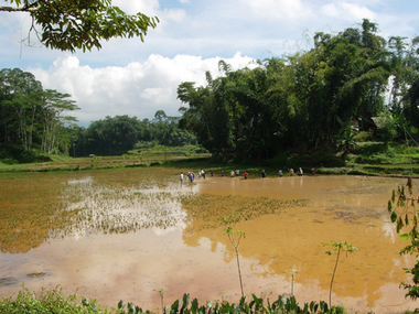 Rizières, près de Ke'te' Kesu', 2005., Paddy fields, near Ke'te’Kesu’, 2005. (anglais), Sawah-sawah, dekat Ke’te’ Kesu’, 2005. (indonésien) la vignette