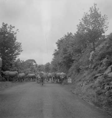 Sur la route entre Saint-Côme et Salgues (Nationale 587) troupeau se rendant en estive (French) thumbnail