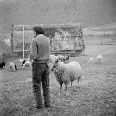 Monsieur Loncamp distribuant du sel à ses ovins en chantant la vignette