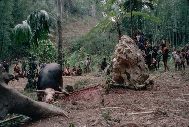 15. Sacrifice du buffle attaché au monolithe, Bokko, 1993., 15. Sacrifice of the buffalo tethered to the monolith, Bokko 1993. (anglais), Penyembelihan kerbau yang ditambatkan pada monolit, Bokko, 1993.  (indonésien) la vignette